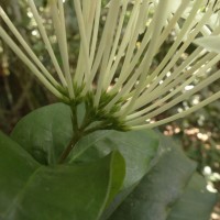 Ixora thwaitesii Hook.f.